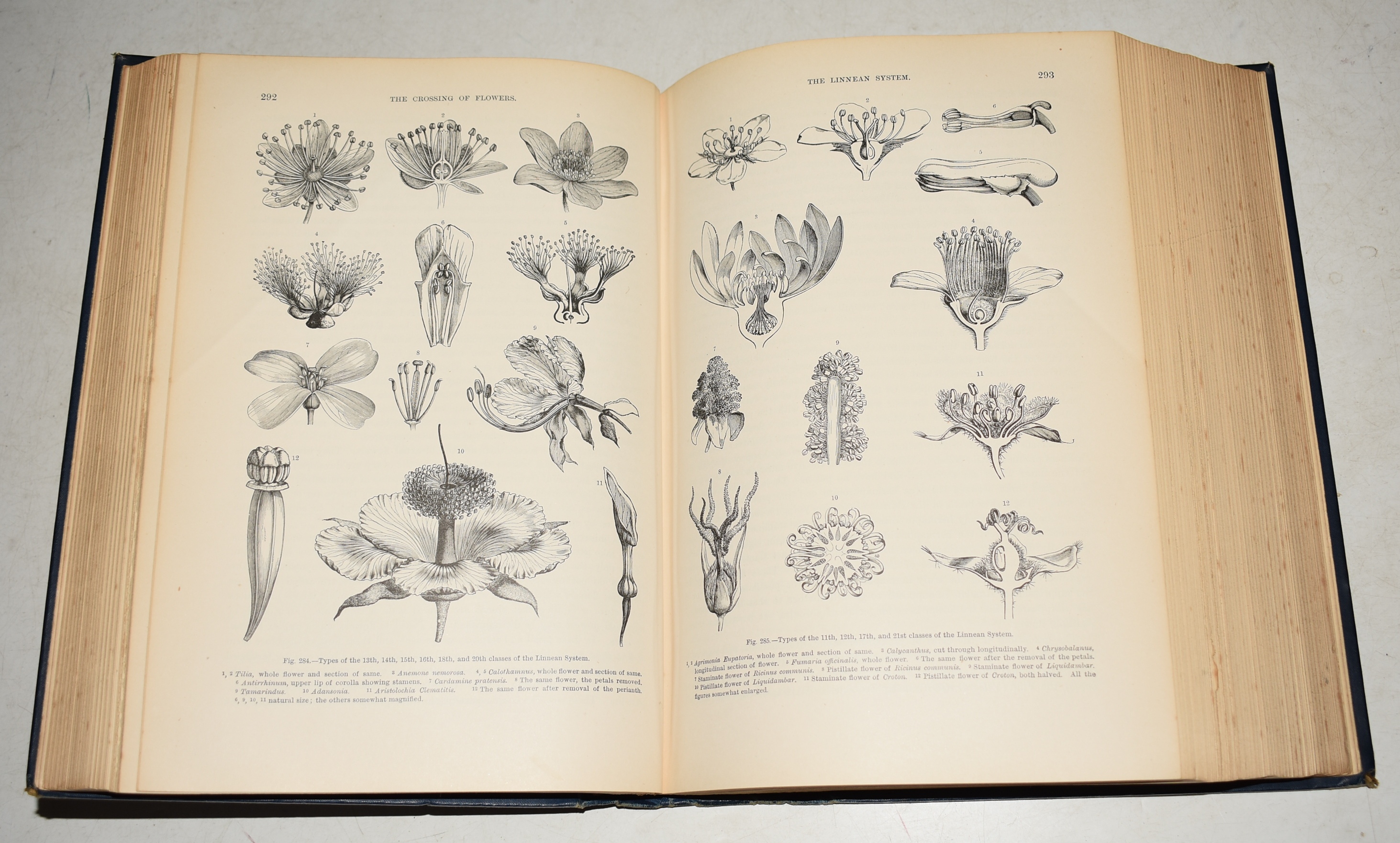 The Natural History of Plants: Their Forms, Growth, Reproduction, and Distribution. Volume 1: Biology and Configuration of Plants, Volume II: The History of Plants. From the German of the Late Anton Kerner Von Marilaun. With the Assistance of Lady Busk & Mrs. F.M. Macdonald.