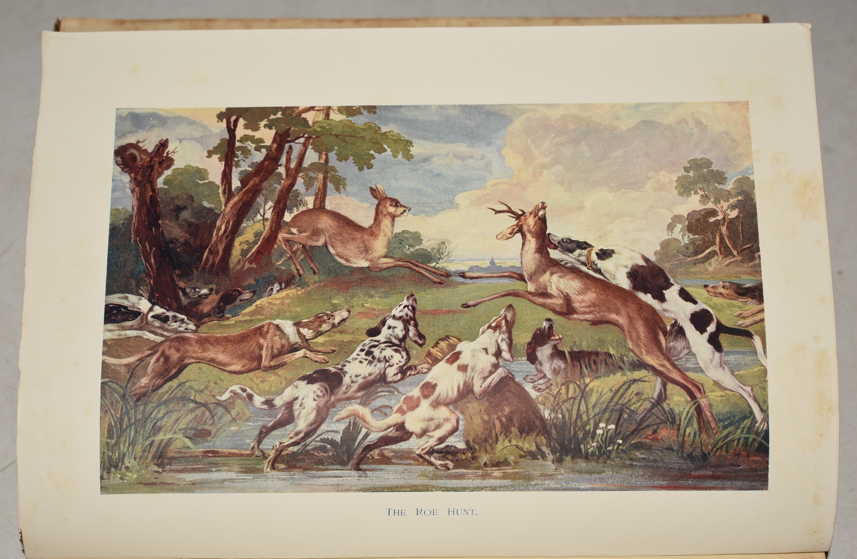 The Roedeer. A Monograph With Coloured Illustrations. Subscription Edition.