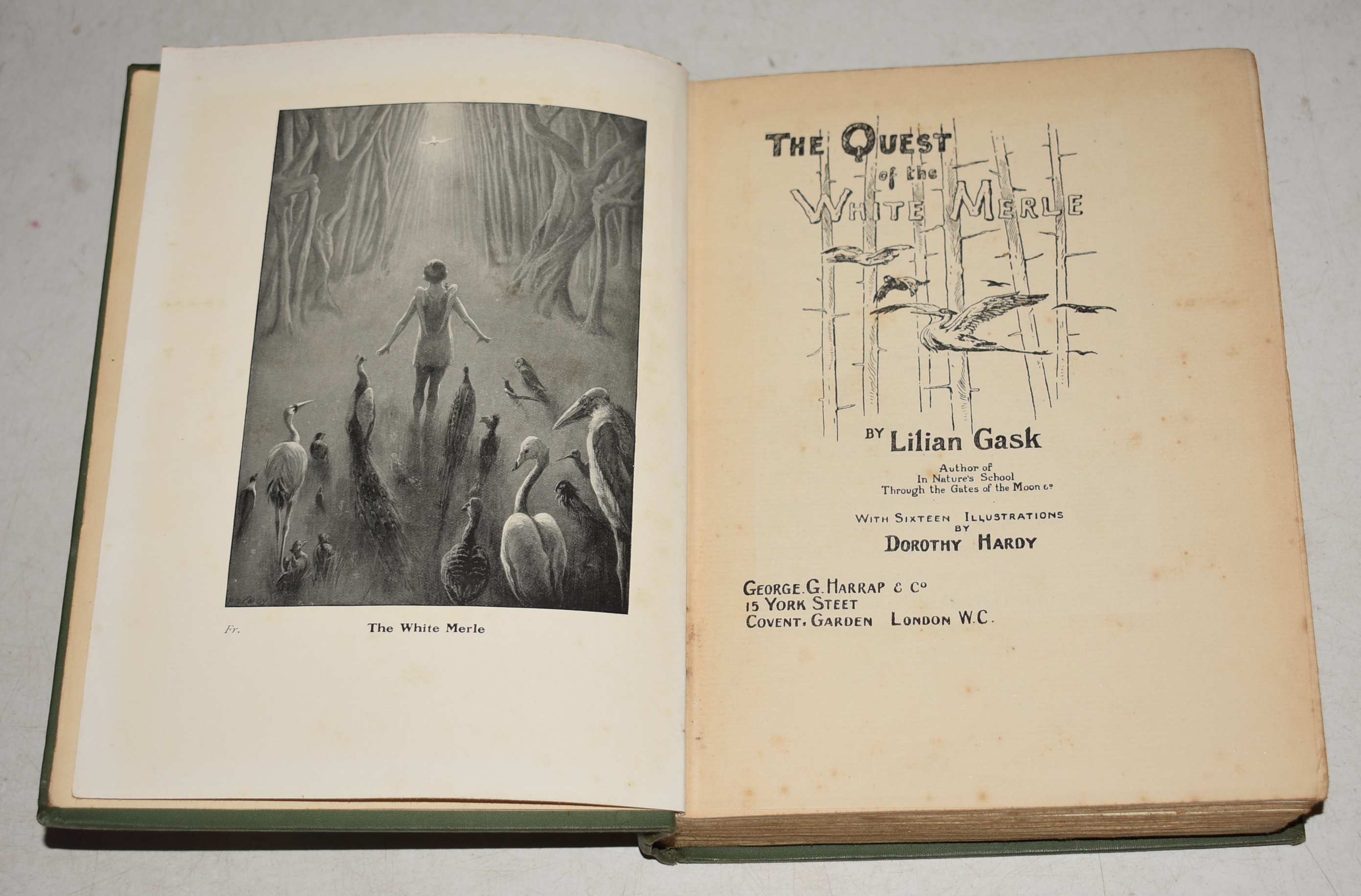 The Quest of The White Merle With Sixteen Illustrations by Dorothy Hardy.