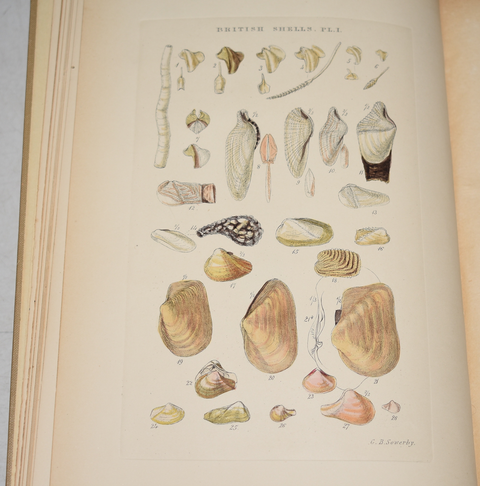 Illustrated Index of British Shells Containing Figures of all the Recent Species With Names and other Information