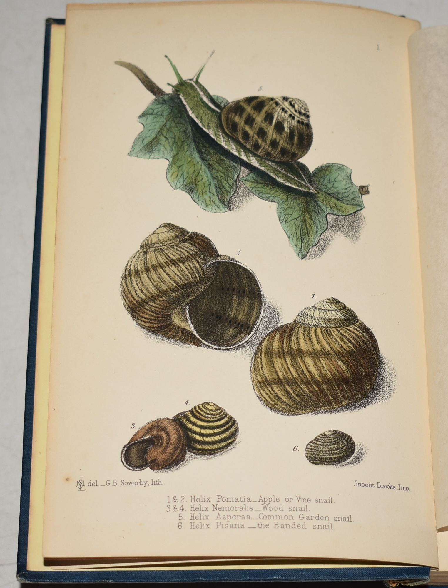The Edible Mollusca of Great Britain and Ireland With Recipes for Cooking Them.