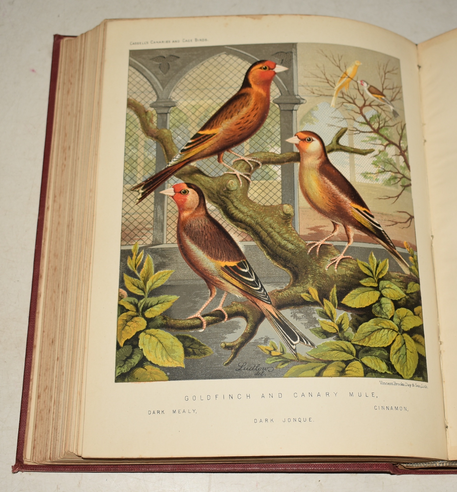 The Illustrated Book of Canaries and Cage-Birds. British and Foreign.