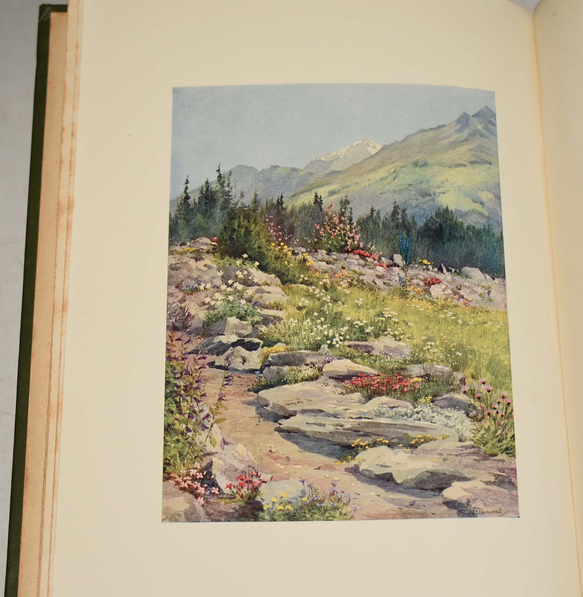 Alpine Flowers and Gardens Painted and Described by G. Flemwell