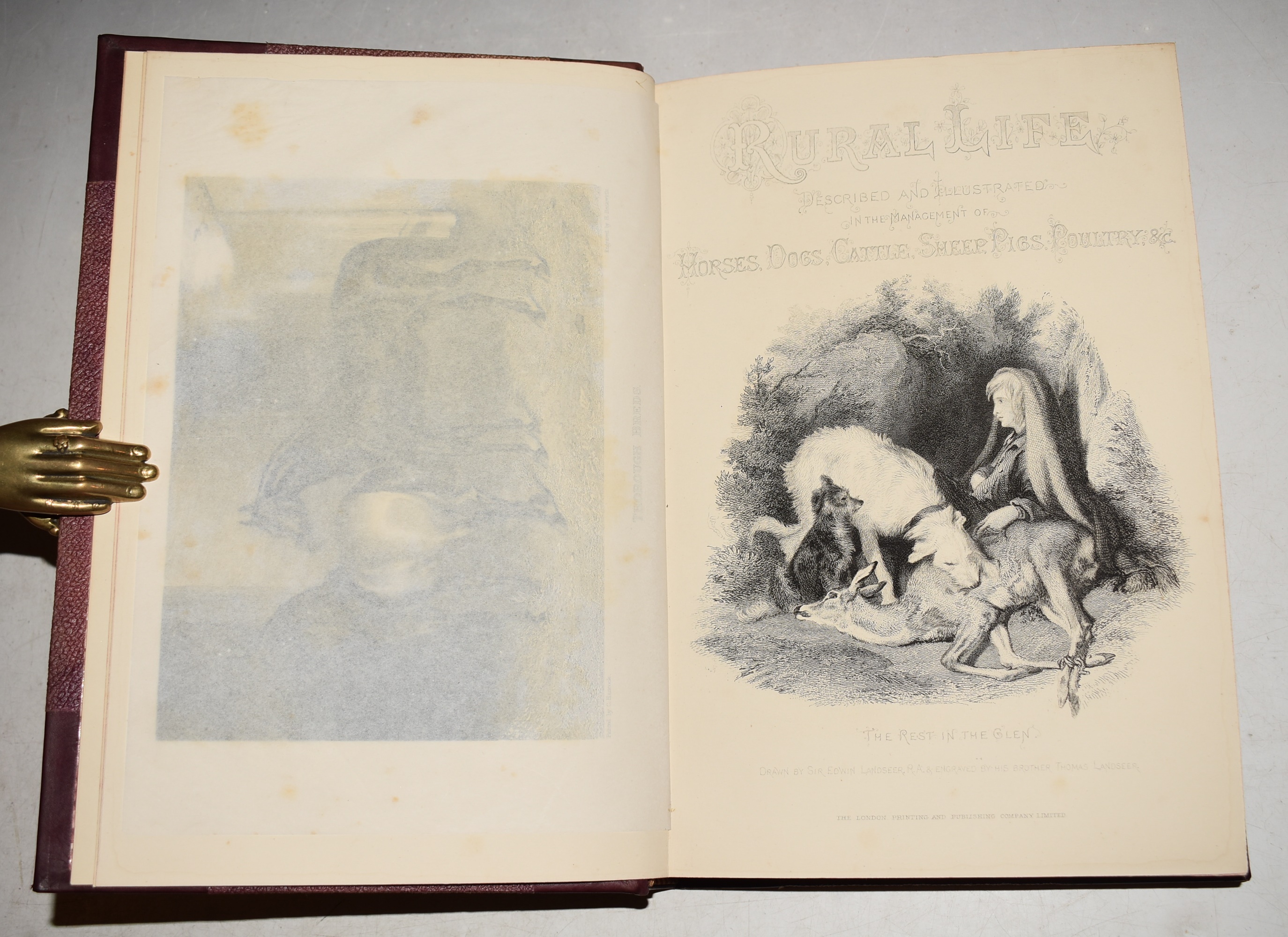 Rural Life Described and Illustrated in the Management of Horses, Dogs, Cattle, Sheep, Pigs, Poultry, &c. With authentic information on all that relates to modern farming, gardening, shooting, angling, etc., etc.; And a complete System of Modern Veterinary Practice. In Two Volumes.