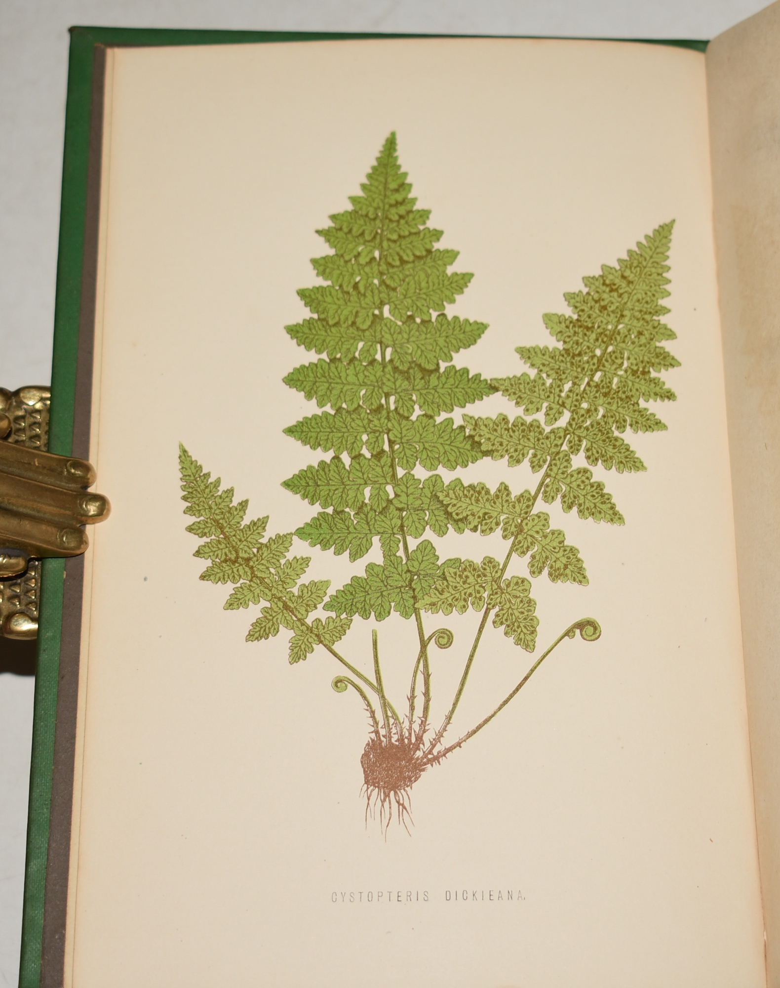 The Fern Garden. How to Make, Keep, and Enjoy It; or, Fern Culture Made Easy. Illustrated with Eight Coloured Plates and Forty Wood Engravings. Second Edition.