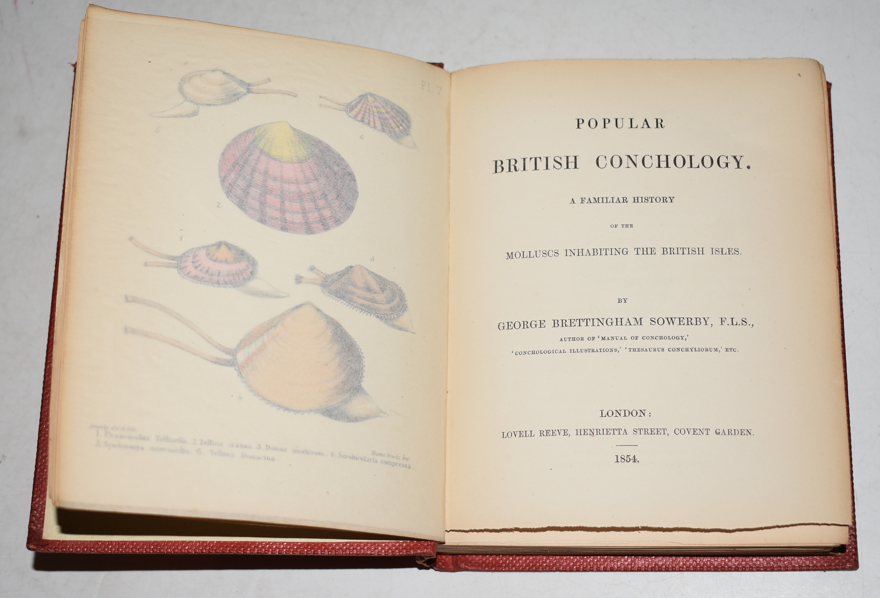 Popular British Conchology. A Familiar History of the Molluscs inhabiting the British Isles.