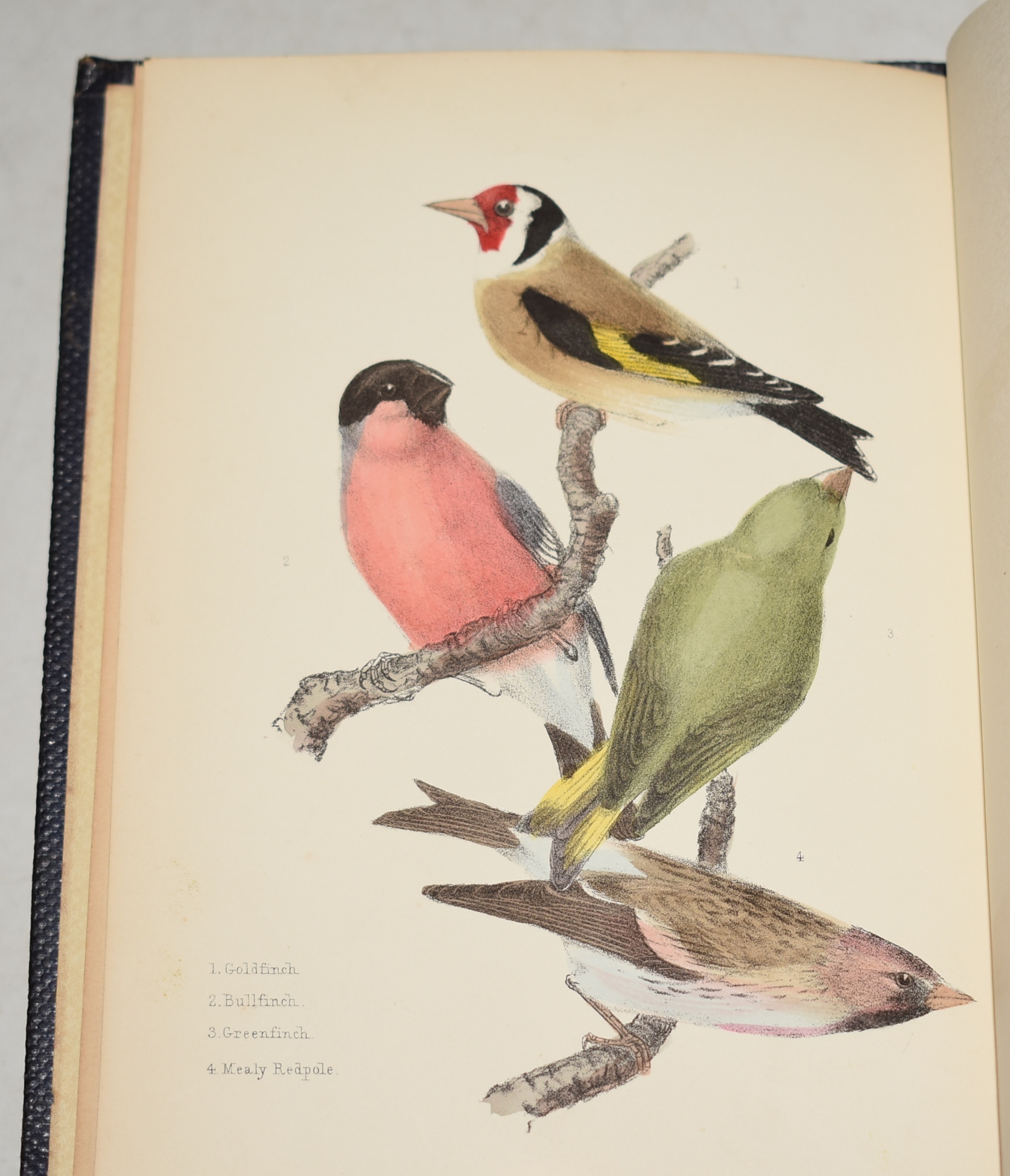 Popular British Ornithology, Containing a familiar and technical description of the Birds of the British Isles.